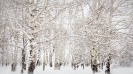 aspens_in_the_snow